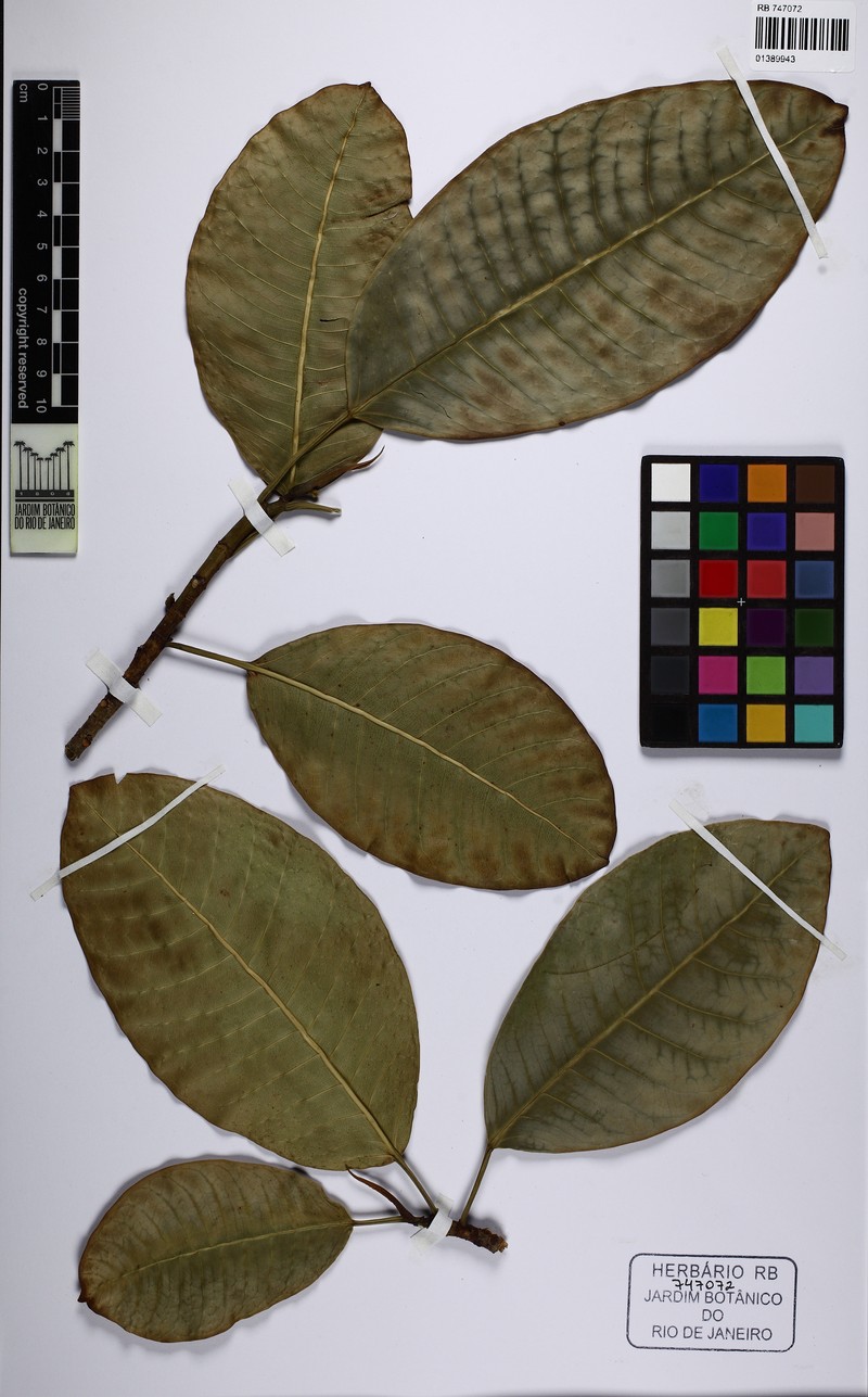 Ficus latipedunculata photo 2