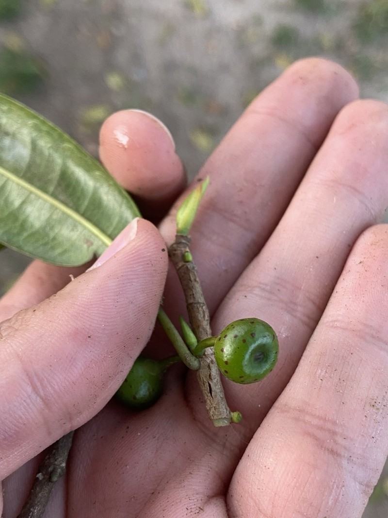 Ficus laureola
