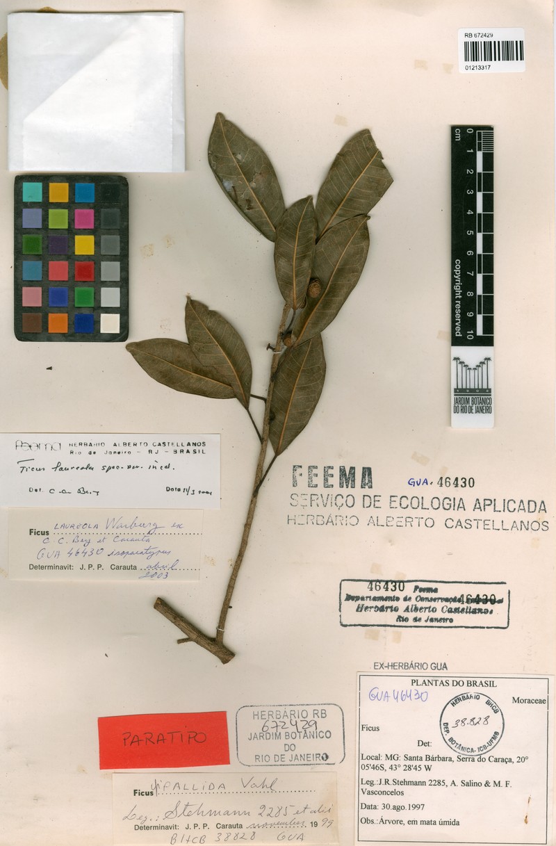 Ficus laureola photo 2