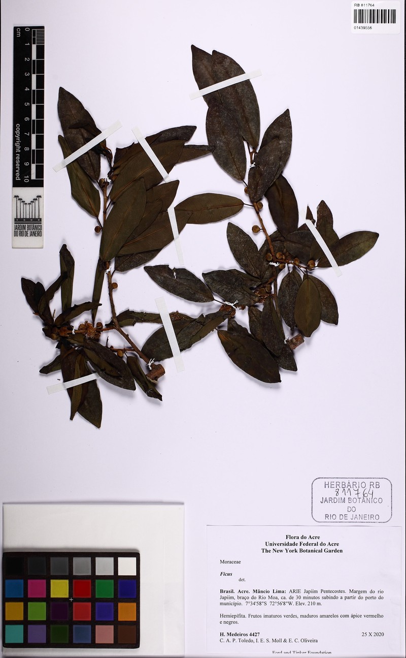 Ficus lauretana