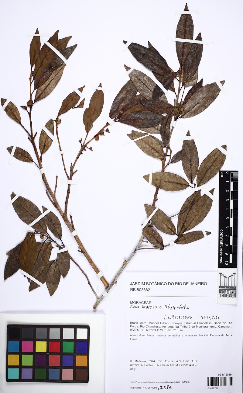 Ficus lauretana photo 2