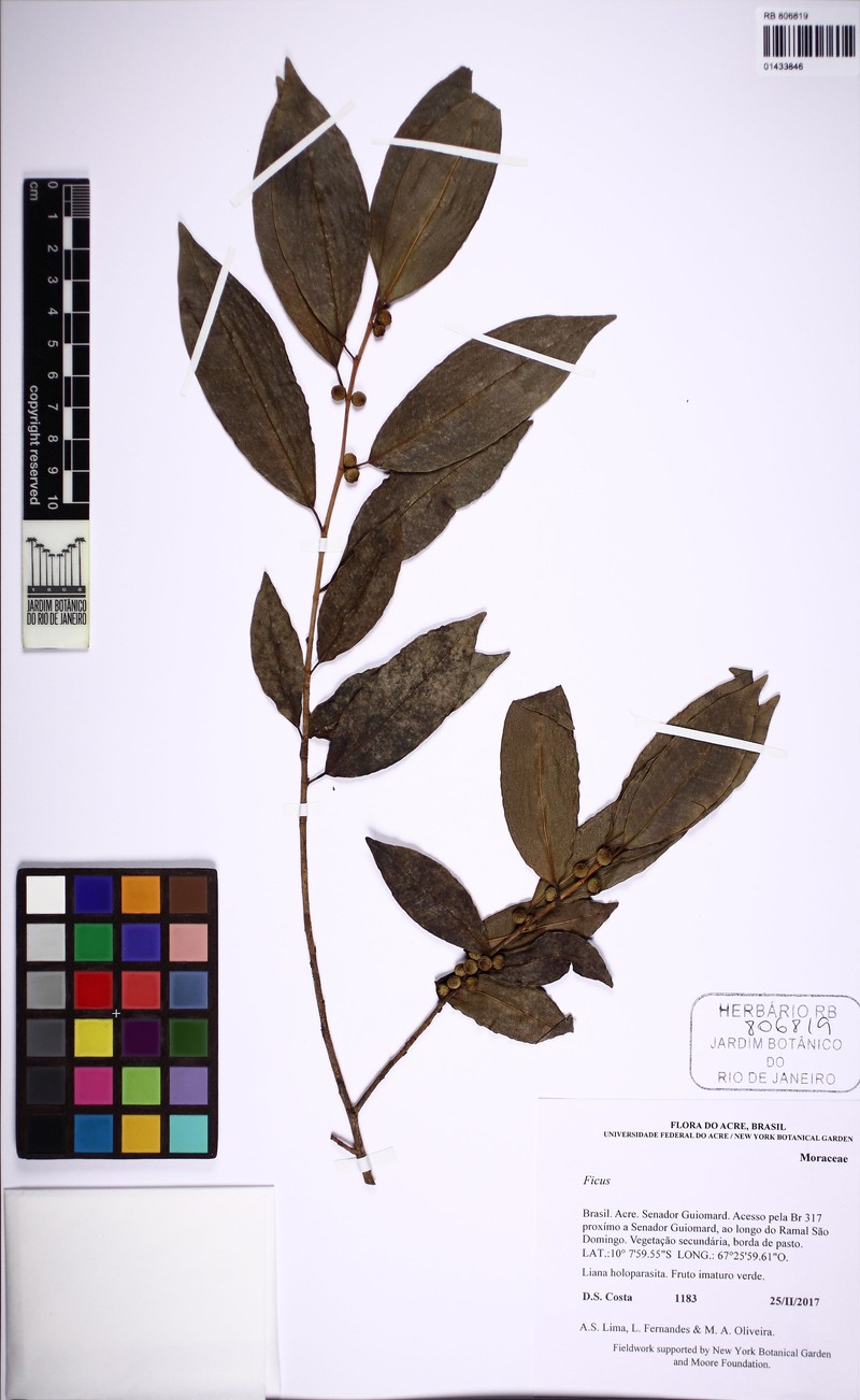 Ficus lauretana photo 3