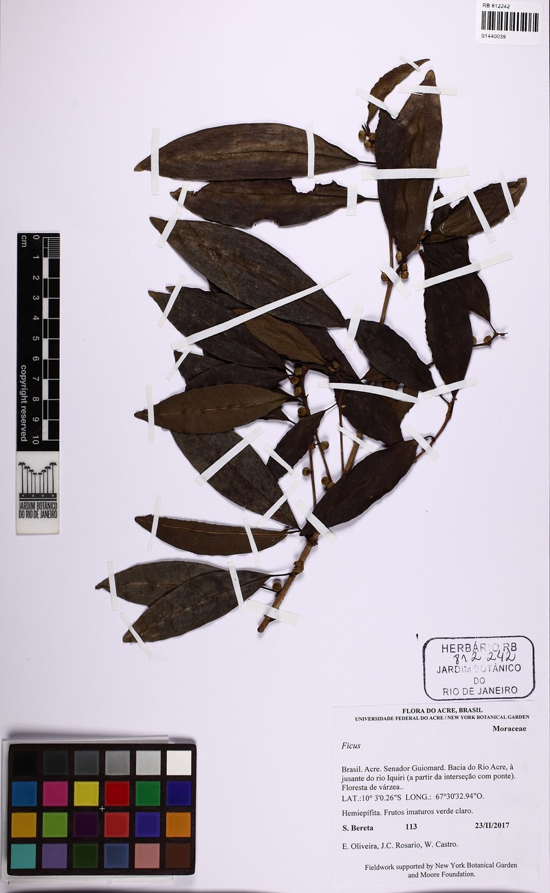 Ficus lauretana photo 4