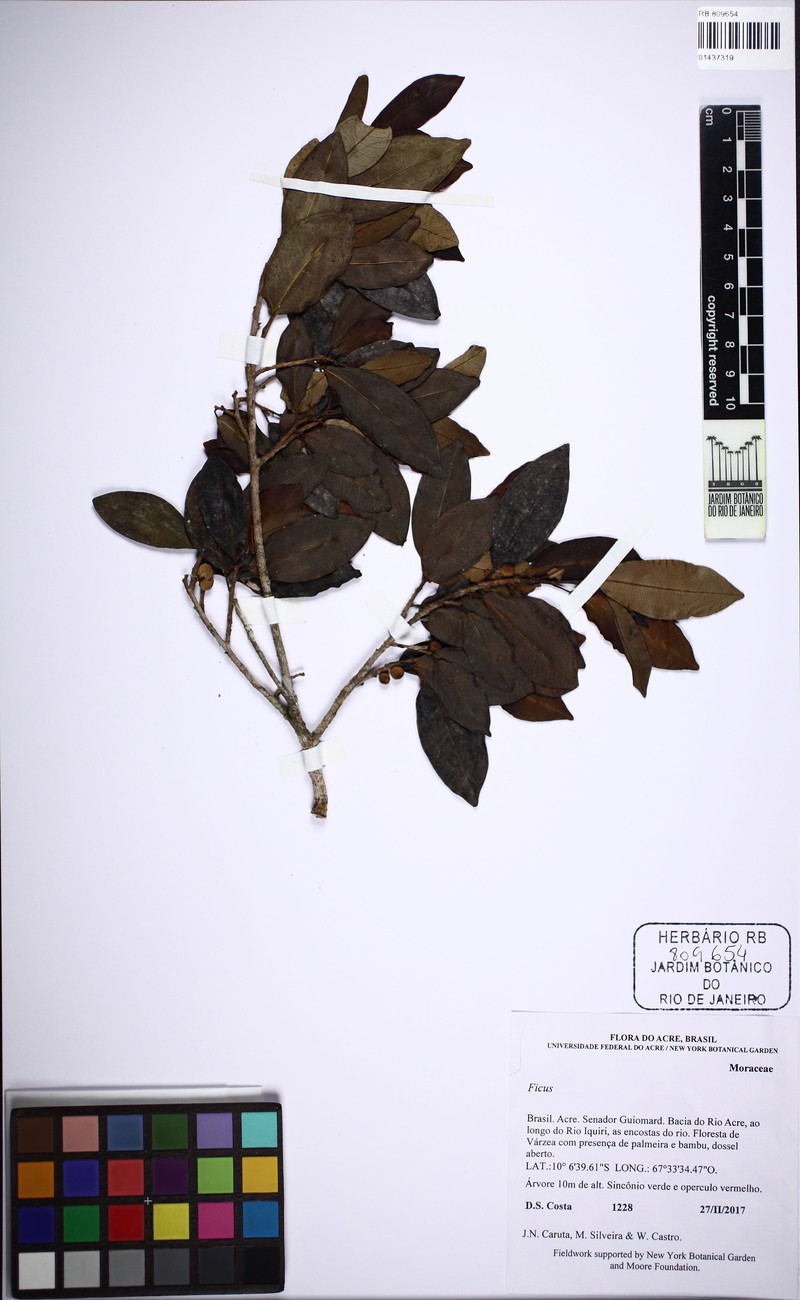 Ficus lauretana photo 5