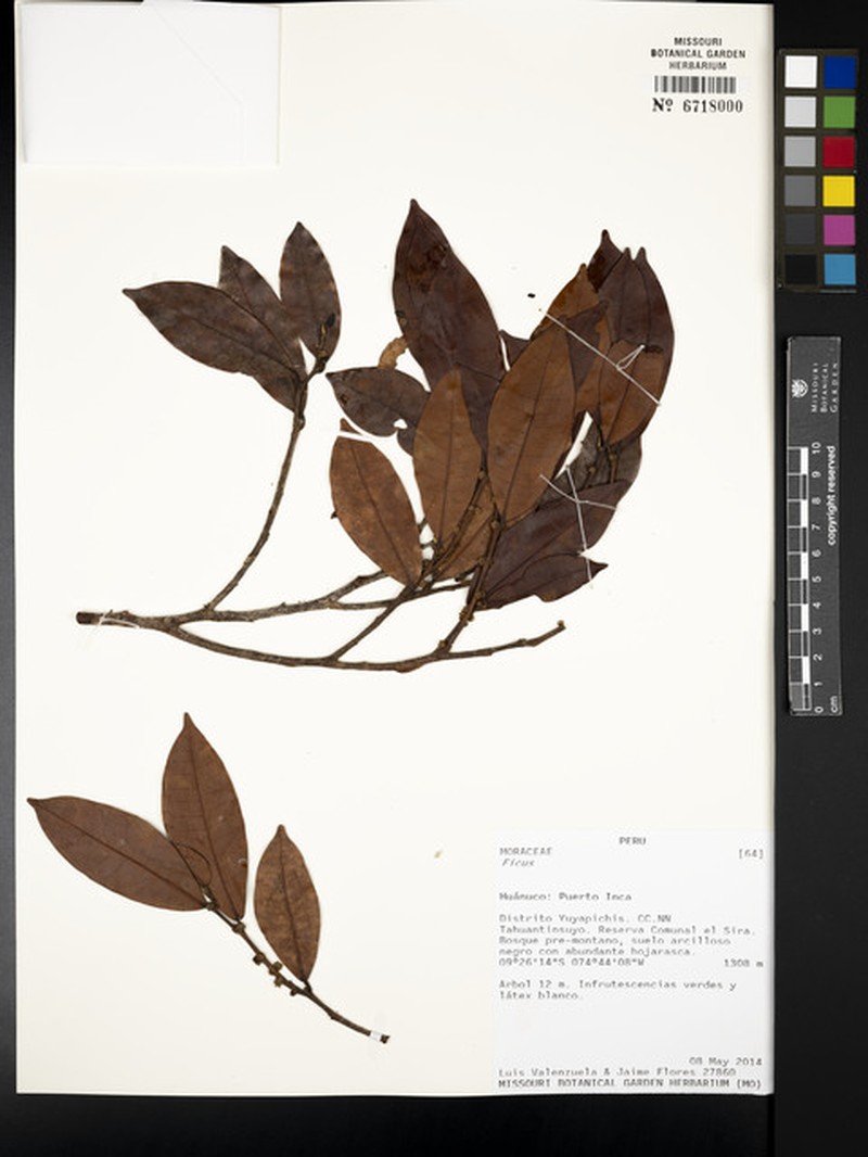 Ficus lauretana photo 6