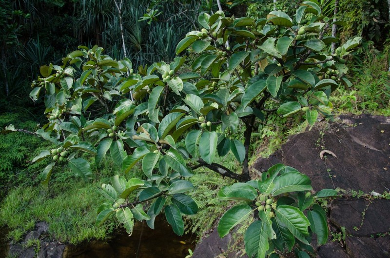 Ficus laurifolia