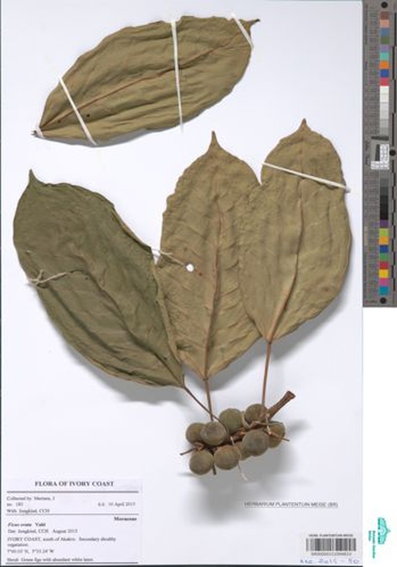 Ficus laurifolia photo 2