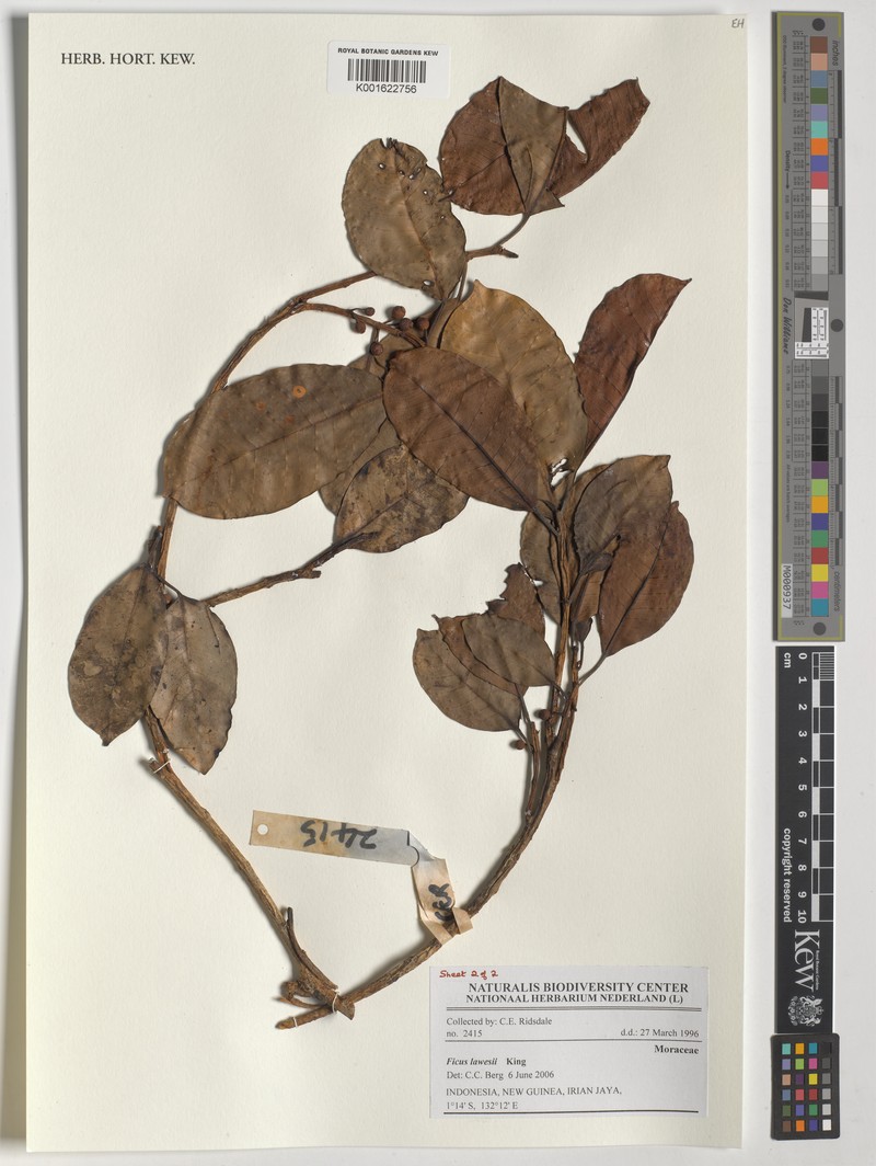 Ficus lawesii photo 2