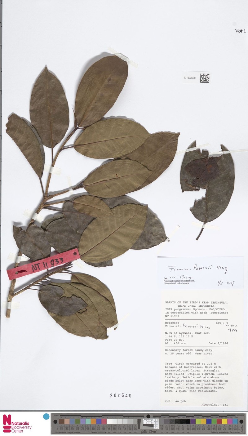 Ficus lawesii photo 4