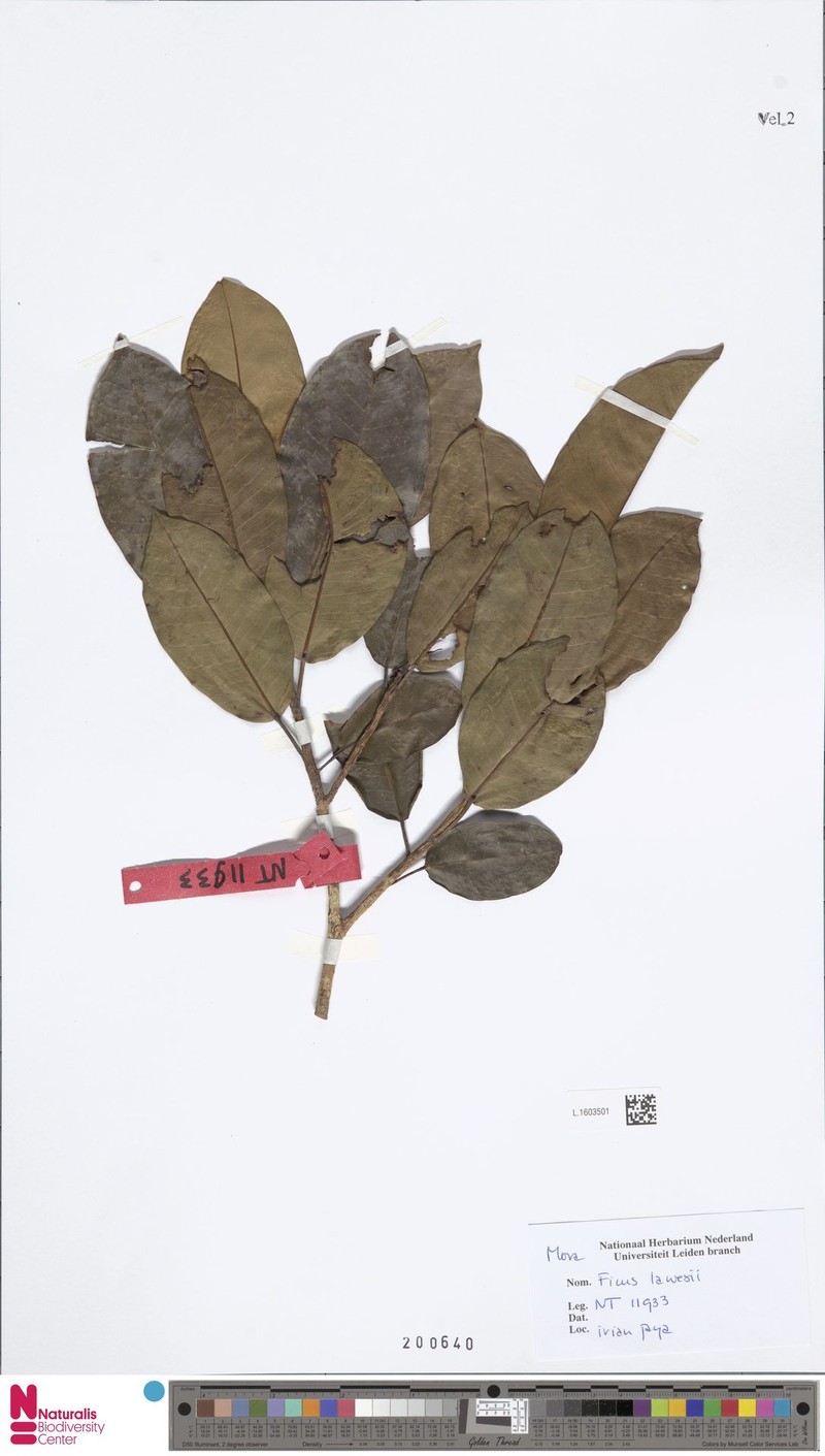 Ficus lawesii photo 5