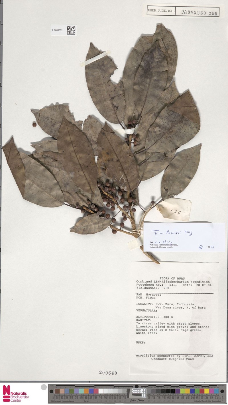 Ficus lawesii photo 8