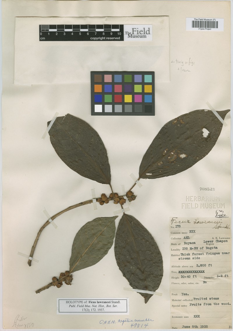 Ficus lawrancei