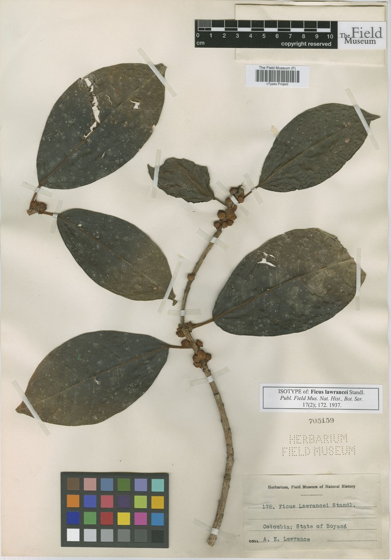 Ficus lawrancei photo 2