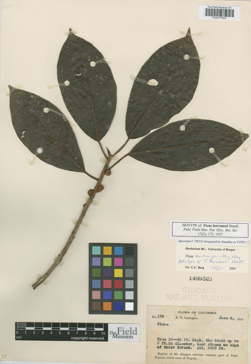 Ficus lawrancei photo 3