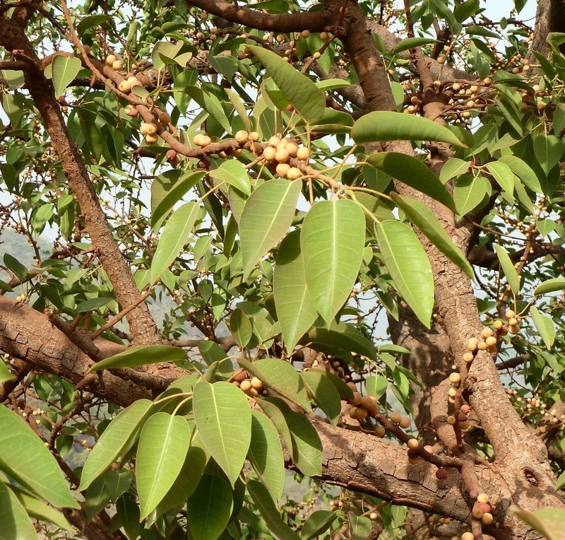Ficus lecardii