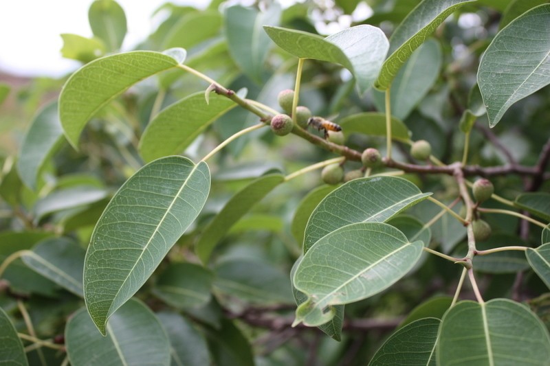 Ficus lecardii photo 2