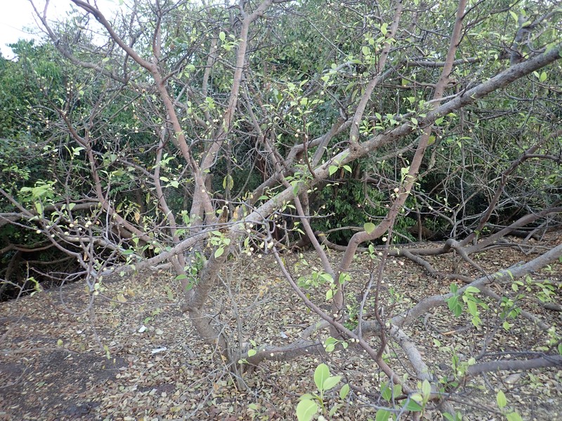 Ficus lecardii photo 5
