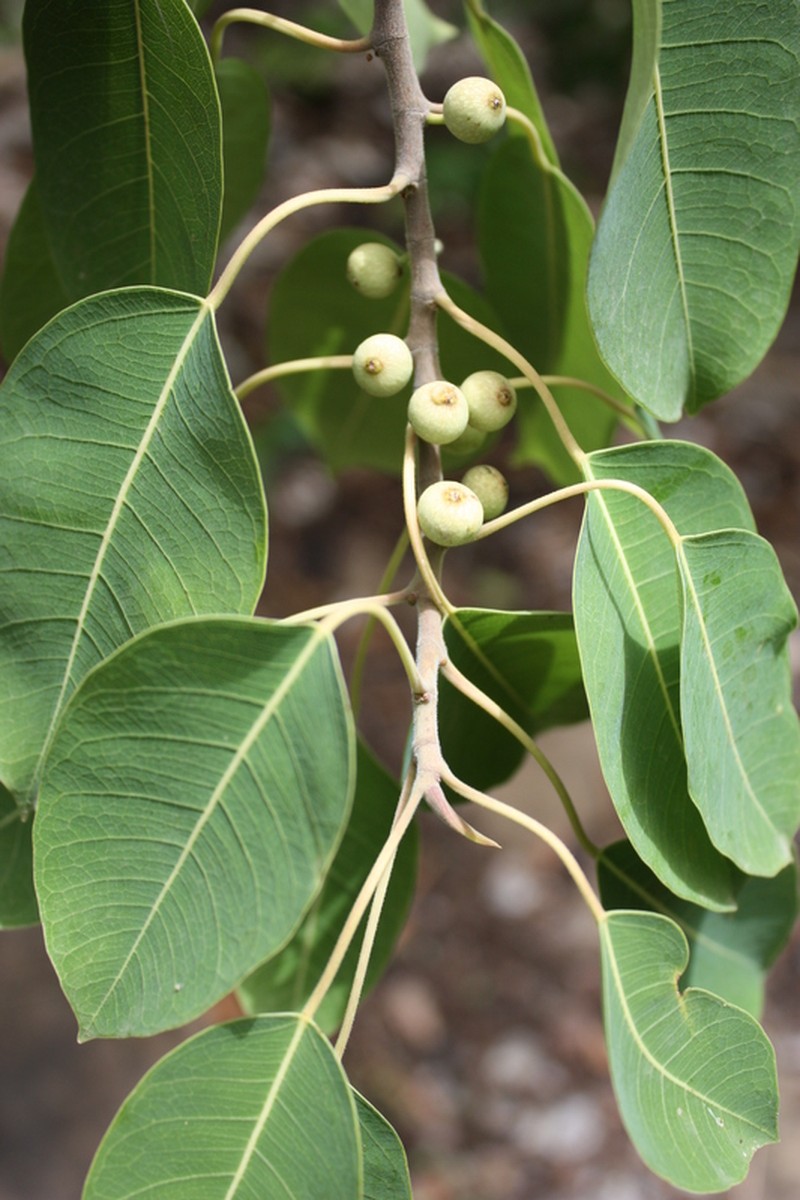 Ficus lecardii photo 7