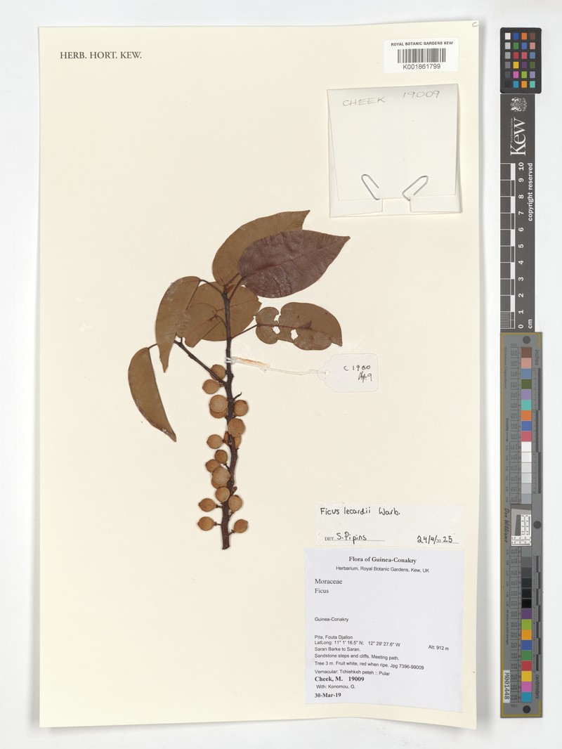 Ficus lecardii photo 8