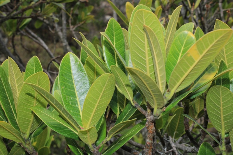 Ficus lehmannii
