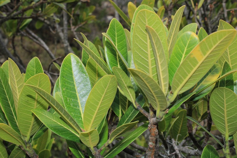 Ficus lehmannii photo 2