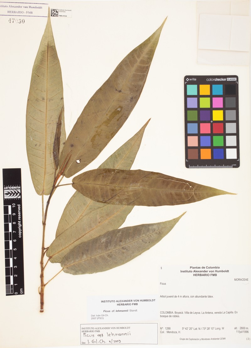 Ficus lehmannii photo 3