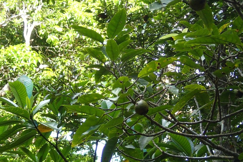 Ficus leiocarpa photo 2