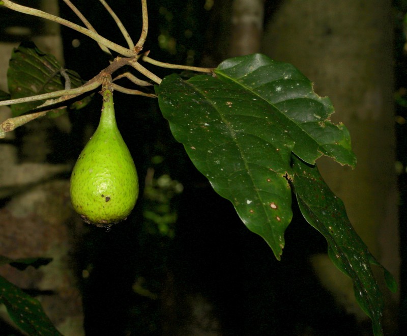 Ficus leiocarpa photo 3