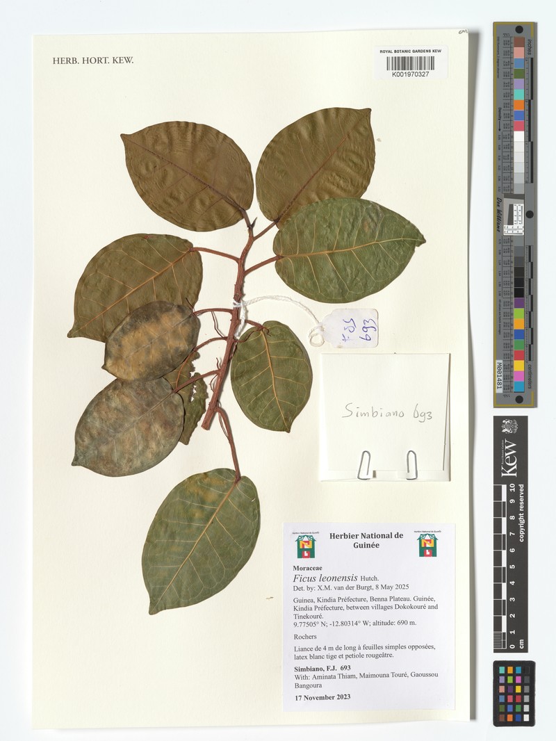 Ficus leonensis photo 2