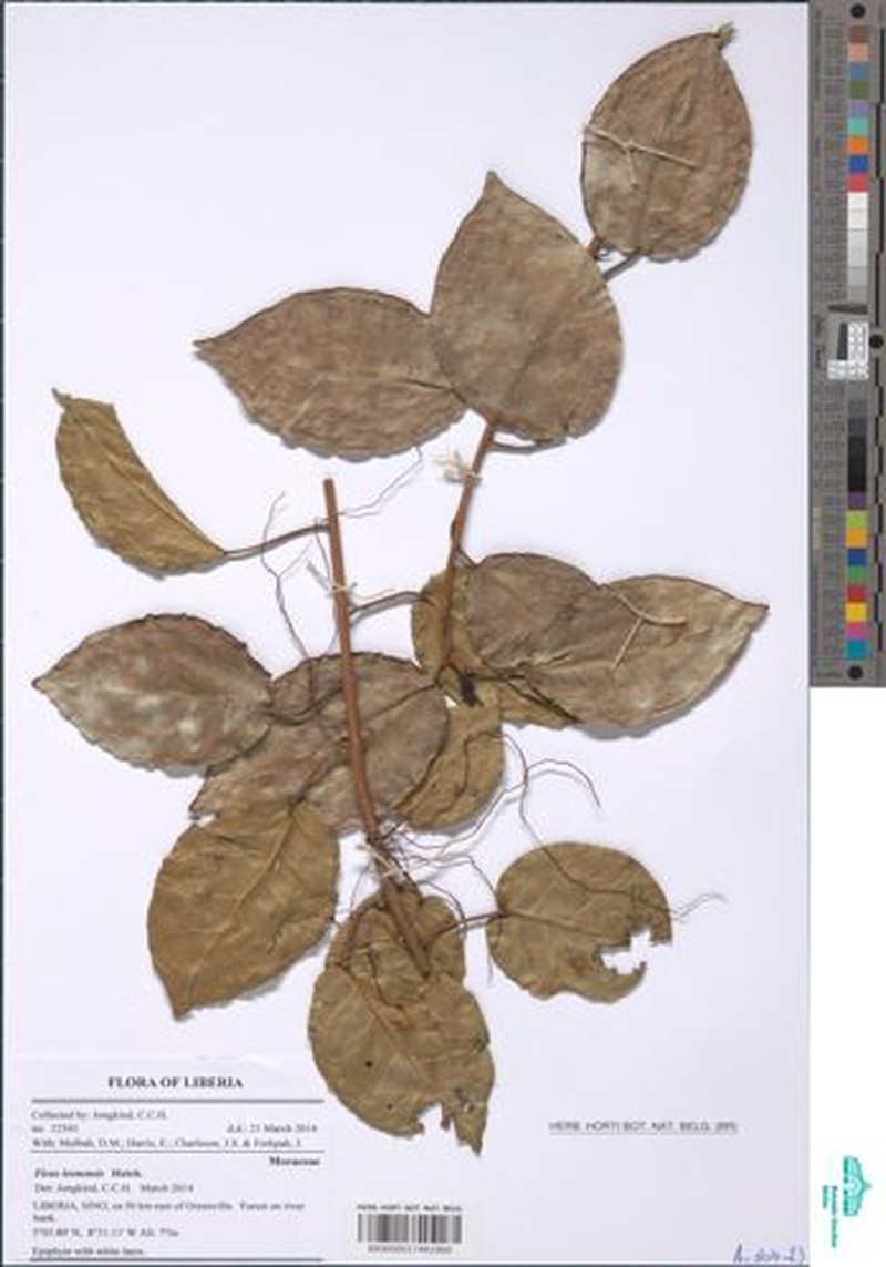 Ficus leonensis photo 3