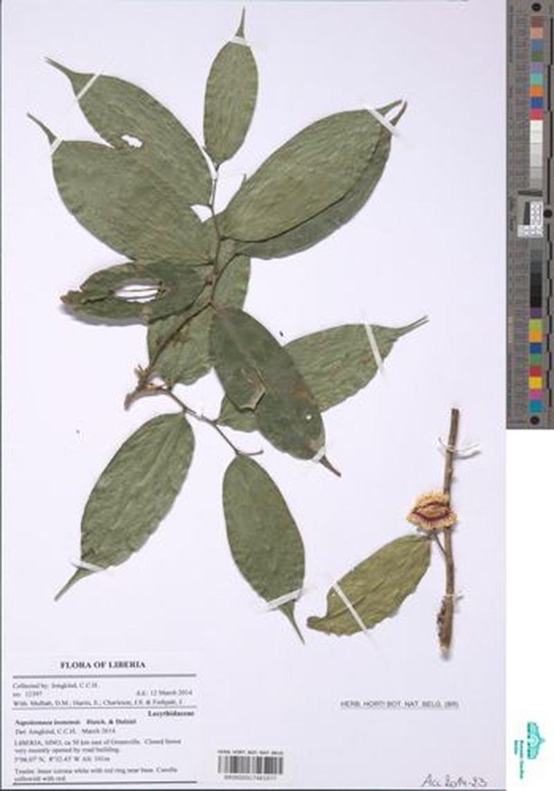 Ficus leonensis photo 4