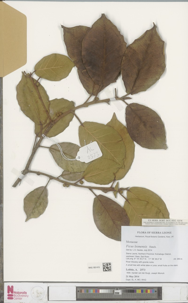 Ficus leonensis photo 5