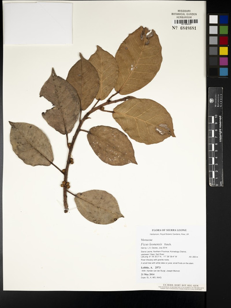 Ficus leonensis photo 6