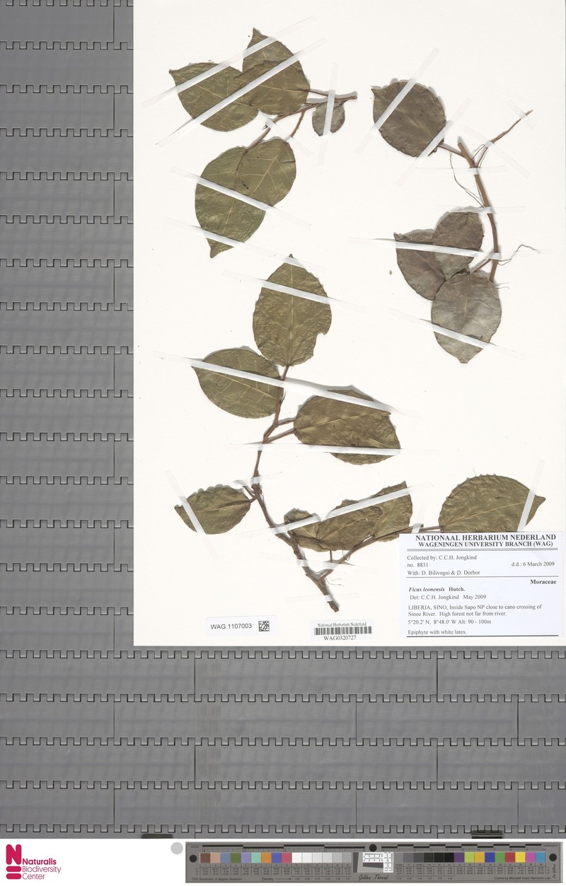 Ficus leonensis photo 7