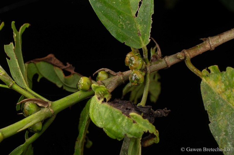 Ficus lepicarpa photo 2