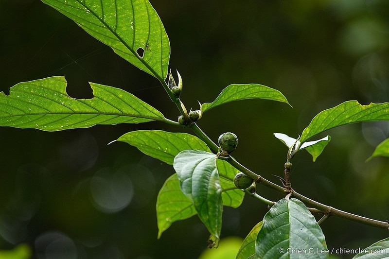 Ficus lepicarpa photo 3