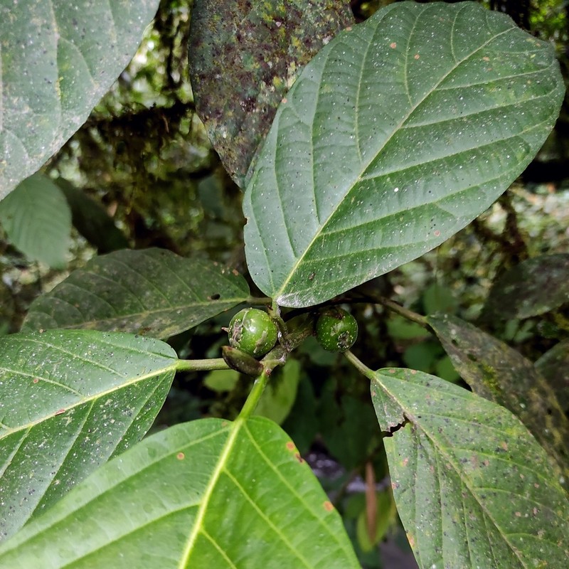 Ficus lepicarpa photo 4