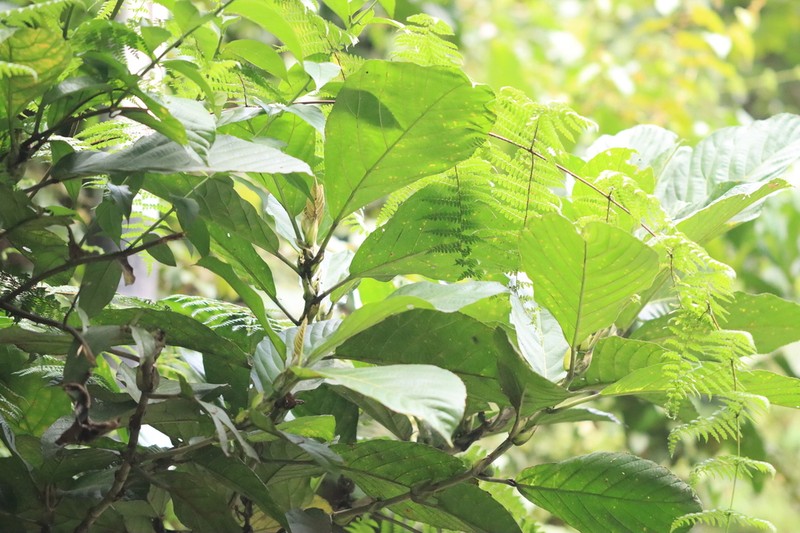 Ficus lepicarpa photo 5