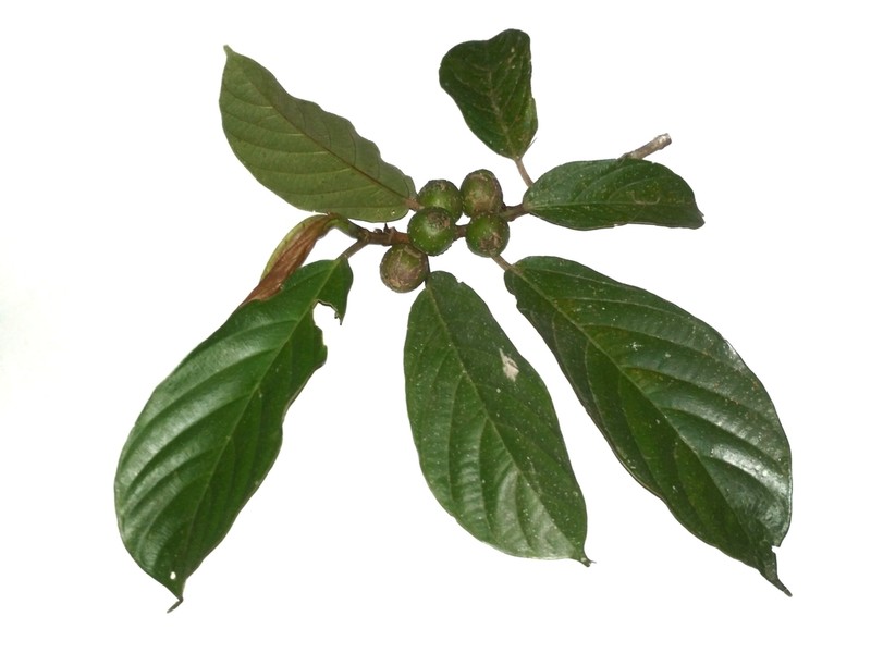 Ficus lepicarpa photo 6
