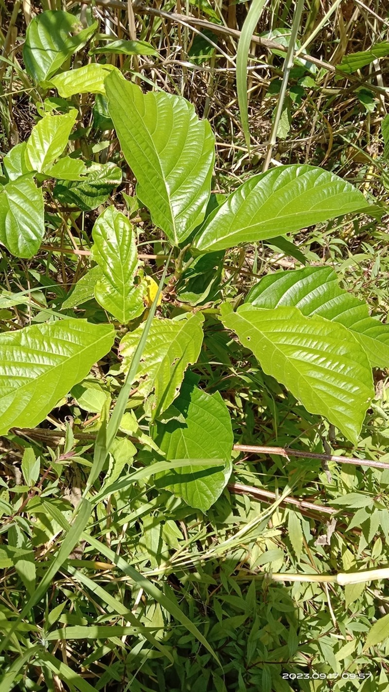 Ficus lepicarpa photo 7