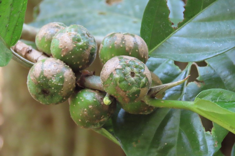 Ficus lepicarpa photo 8