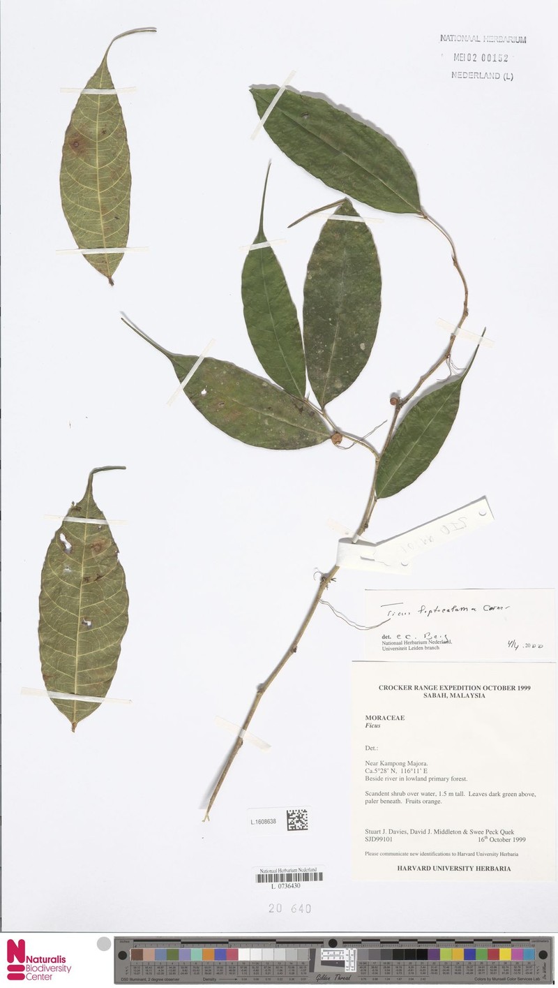 Ficus leptocalama photo 2