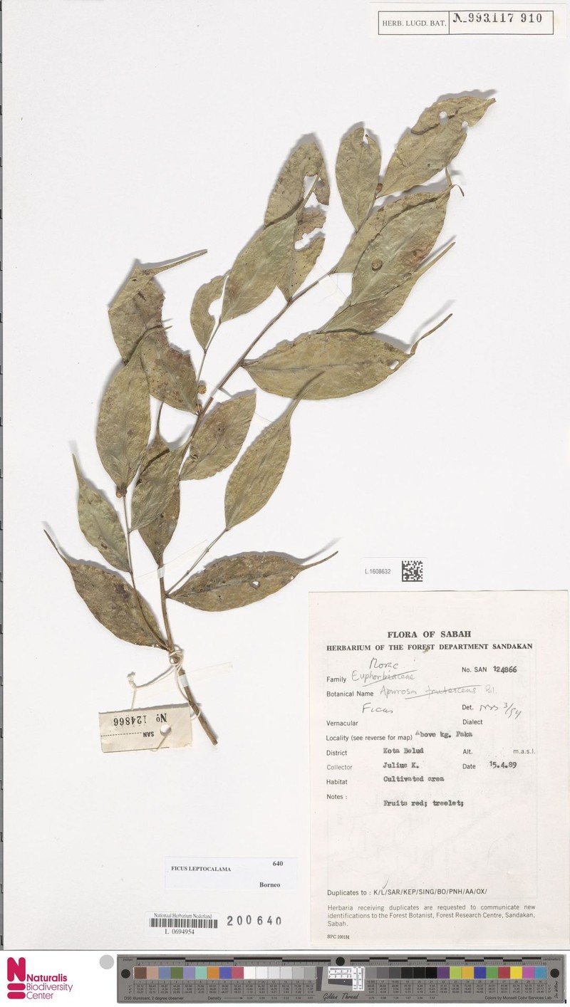 Ficus leptocalama photo 3