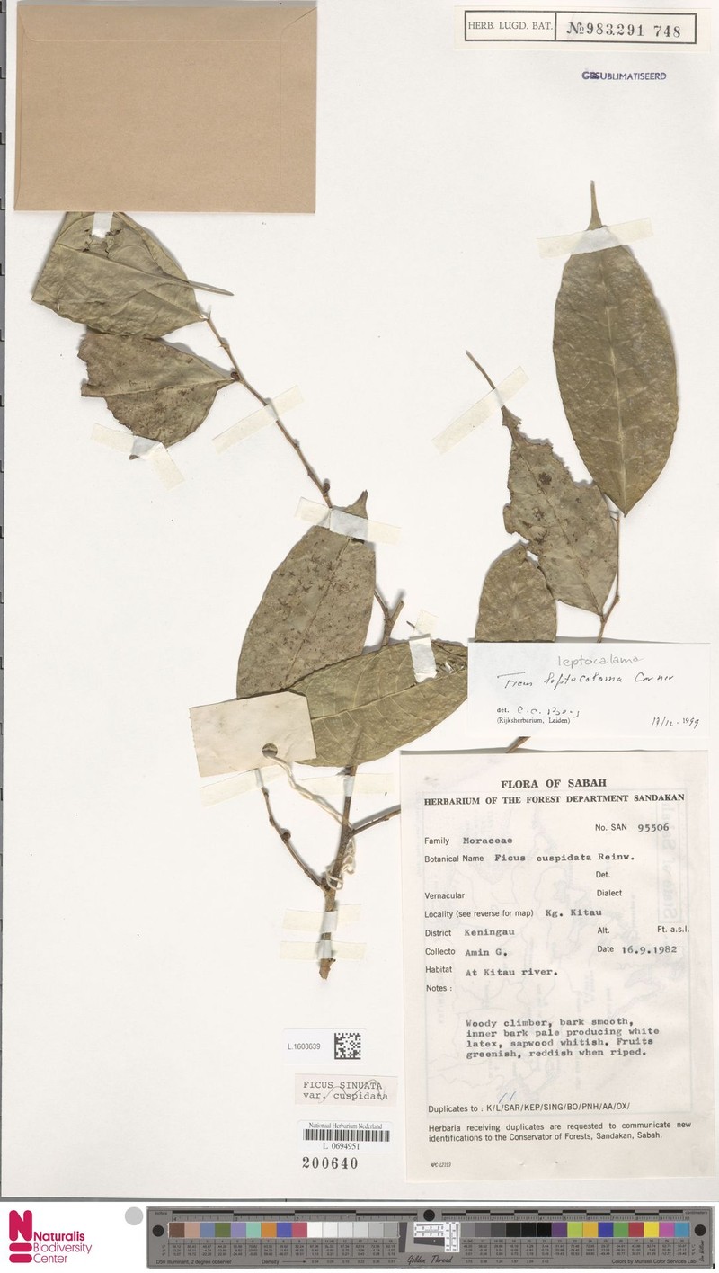 Ficus leptocalama photo 4