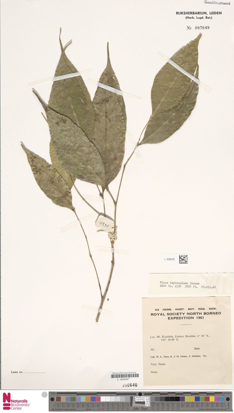 Ficus leptocalama photo 5
