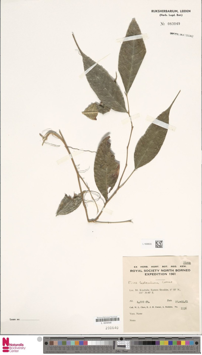 Ficus leptocalama photo 6