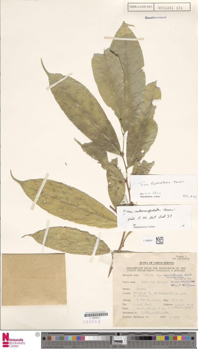 Ficus leptocalama photo 7