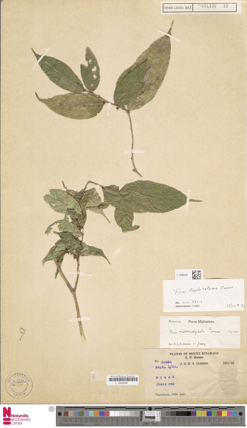 Ficus leptocalama photo 8