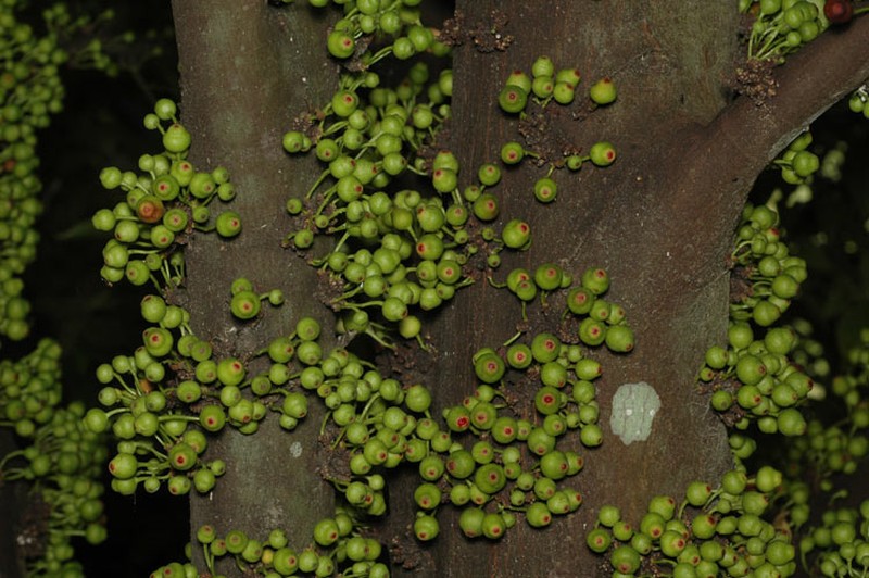 Ficus leptoclada