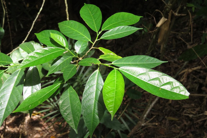 Ficus leptoclada photo 2